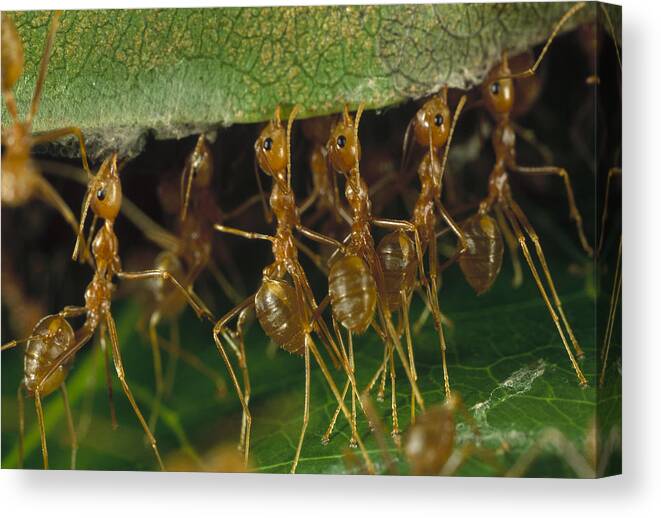 Mp Canvas Print featuring the photograph Weaver Ant Oecophylla Longinoda Group by Mark Moffett