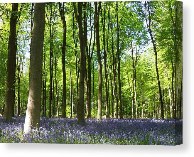 West Canvas Print featuring the photograph West Woods by Michael Standen Smith