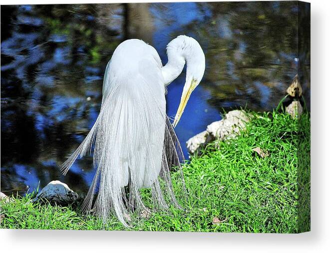 Heron Canvas Print featuring the photograph White Heron by Bill Hosford