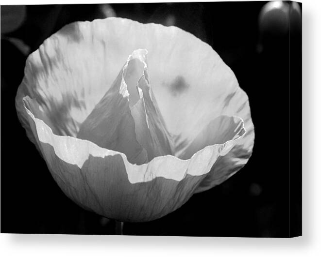 Background Canvas Print featuring the photograph White poppy flower by Emanuel Tanjala