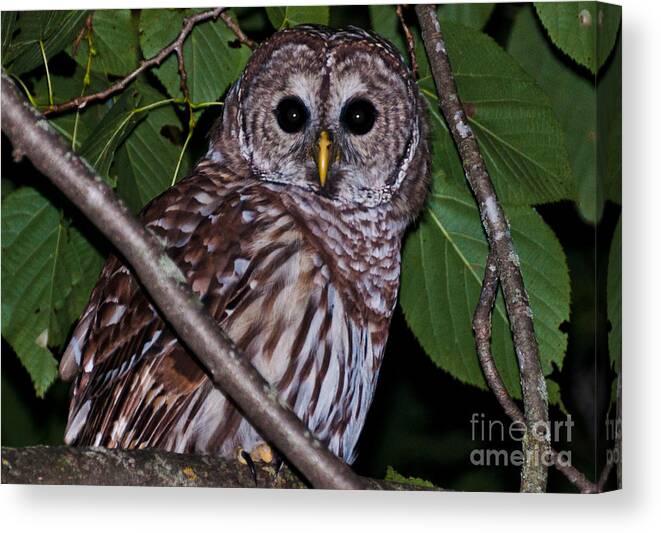 Barred Owl Canvas Print featuring the photograph Who Are You 2 by Cheryl Baxter
