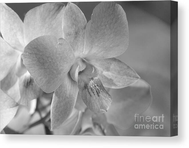 Bronstein Canvas Print featuring the photograph Wild Maui Orchid by Sandra Bronstein