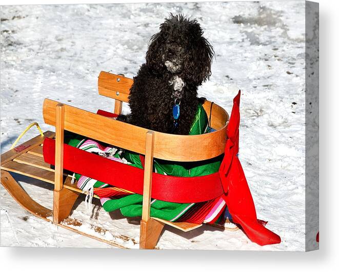 Poodle In Winter Canvas Print featuring the photograph Winter Ride by Burney Lieberman