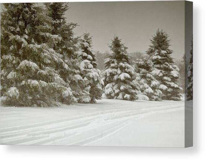 Pines Canvas Print featuring the photograph Winter Trees by Cathy Kovarik