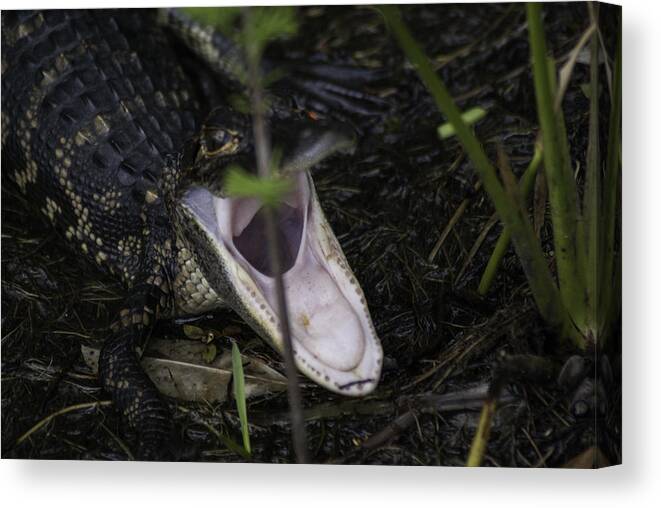 Yawning Baby Alligator Canvas Print featuring the photograph Yawning Baby Alligator by Robert Valentine