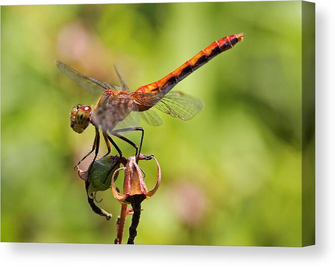Dragonfly Canvas Print featuring the photograph Yellow-Legged Meadowhawk by Juergen Roth