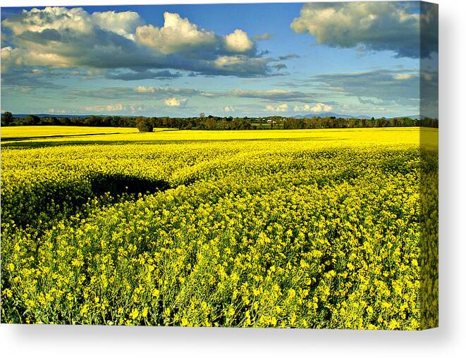 Yellow Canvas Print featuring the photograph Yellow Mellow by Joe Ormonde