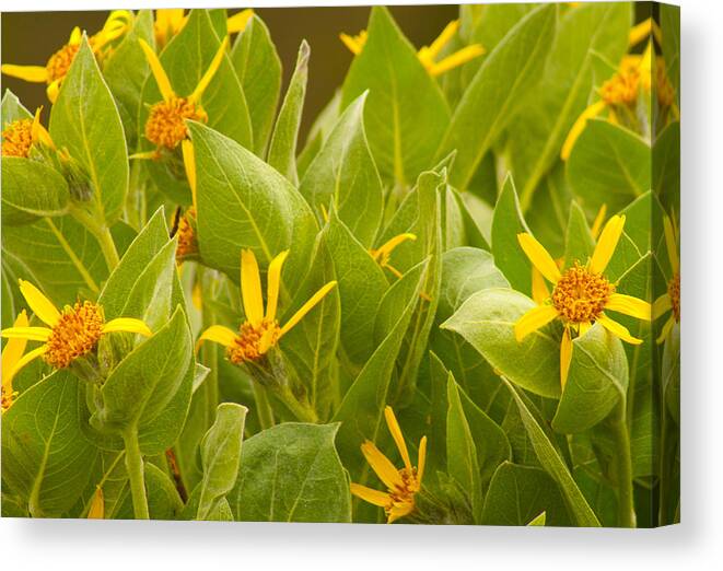 Wildflower Canvas Print featuring the photograph California Yellow Wildflowers by Suzanne Lorenz