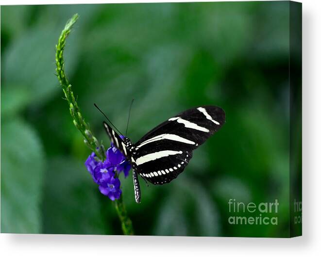 Butterfly Canvas Print featuring the photograph Zebra Longwing by Elaine Manley