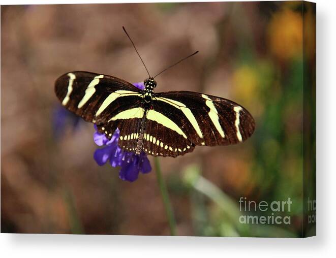 Butterflies Canvas Print featuring the photograph Zebra Too by Ken Williams