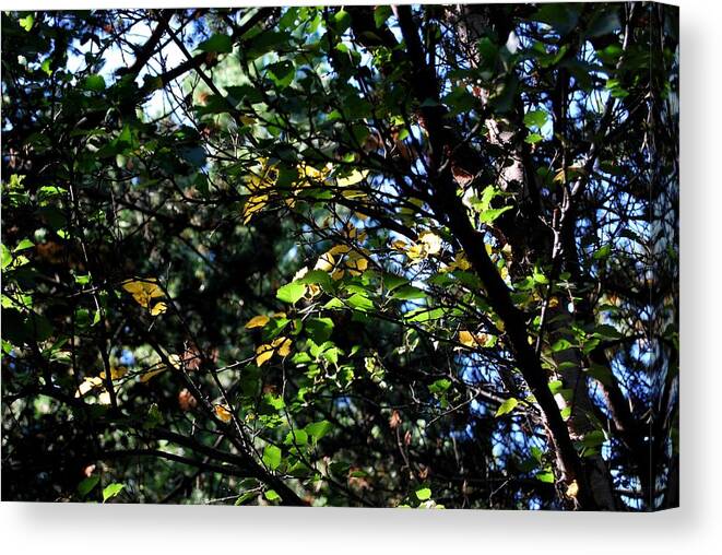 Autumn Canvas Print featuring the photograph A Touch of Autumn #1 by Marilynne Bull