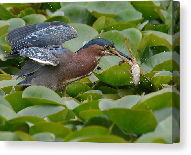 Green Heron Canvas Print featuring the photograph Appetizer #1 by Fraida Gutovich