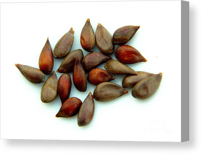 Appleseeds Canvas Print featuring the photograph Apple Seeds #1 by Scimat