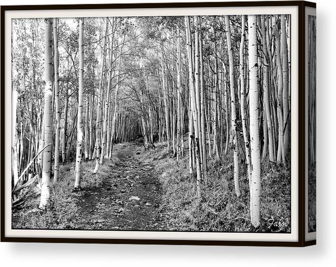 Aspen Canvas Print featuring the photograph Aspen Forest #1 by Farol Tomson