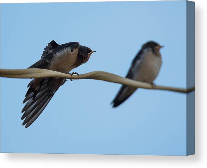 Barn Swallows Canvas Print featuring the photograph Barn Swallows #1 by Holden The Moment