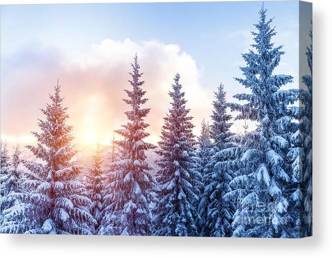 Alp Canvas Print featuring the photograph Beautiful winter forest #1 by Anna Om