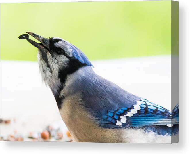 Blue Jay Canvas Print featuring the photograph Blue Jay  by Holden The Moment
