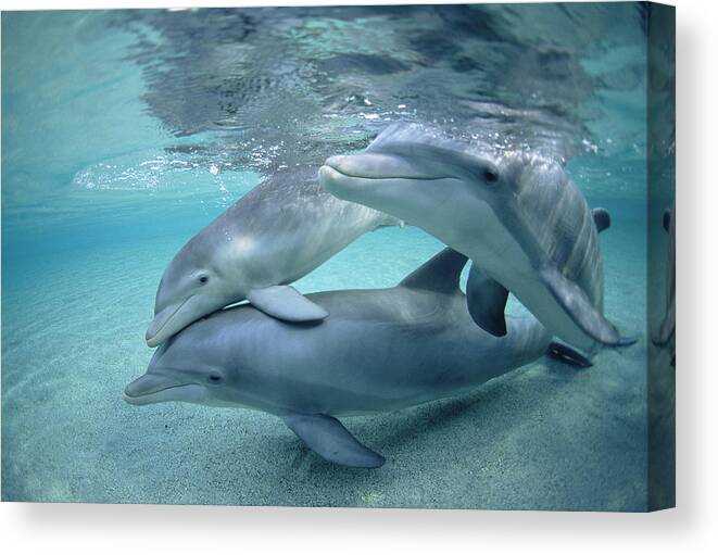 00087614 Canvas Print featuring the photograph Bottlenose Dolphin Underwater Trio #1 by Flip Nicklin