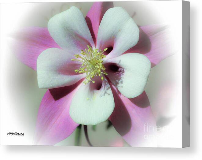 Columbine Canvas Print featuring the photograph Columbine #1 by Veronica Batterson