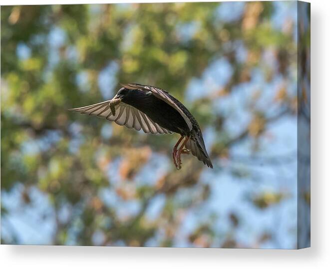 Starling Canvas Print featuring the photograph European Starling  #1 by Holden The Moment