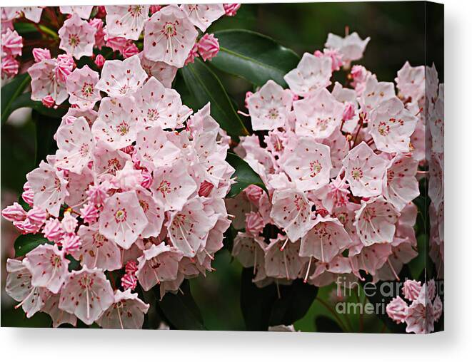 Laurel Canvas Print featuring the photograph Full Bloom #1 by Randy Bodkins