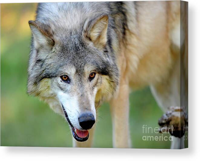 Wolf Canvas Print featuring the photograph Gray Wolf #1 by Dennis Hammer