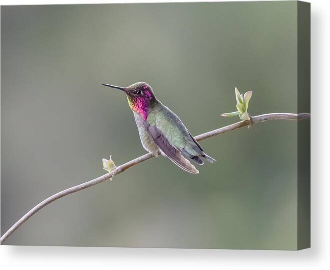 Anna's Hummingbird Canvas Print featuring the photograph Serene by Kathy King