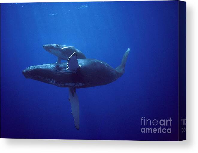 00080174 Canvas Print featuring the photograph Humpback Whale and Calf by Flip Nicklin