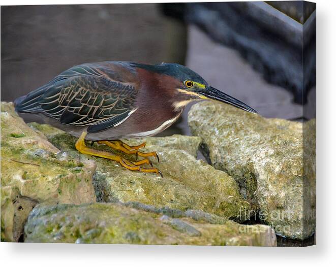 Cheryl Baxter Photography Canvas Print featuring the photograph Hunting Heron #1 by Cheryl Baxter