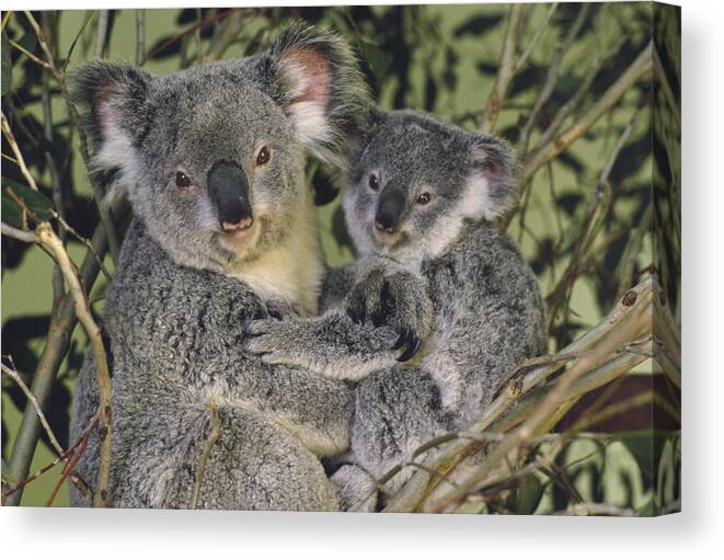 Mp Canvas Print featuring the photograph Koala Phascolarctos Cinereus Mother #1 by Gerry Ellis