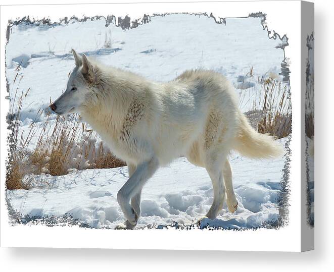 Lone White Wolf Canvas Print featuring the photograph Lone White Wolf #1 by Lena Owens - OLena Art Vibrant Palette Knife and Graphic Design
