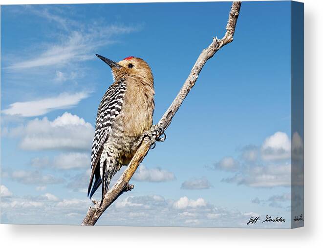 Animal Canvas Print featuring the photograph Male Gila Woodpecker by Jeff Goulden