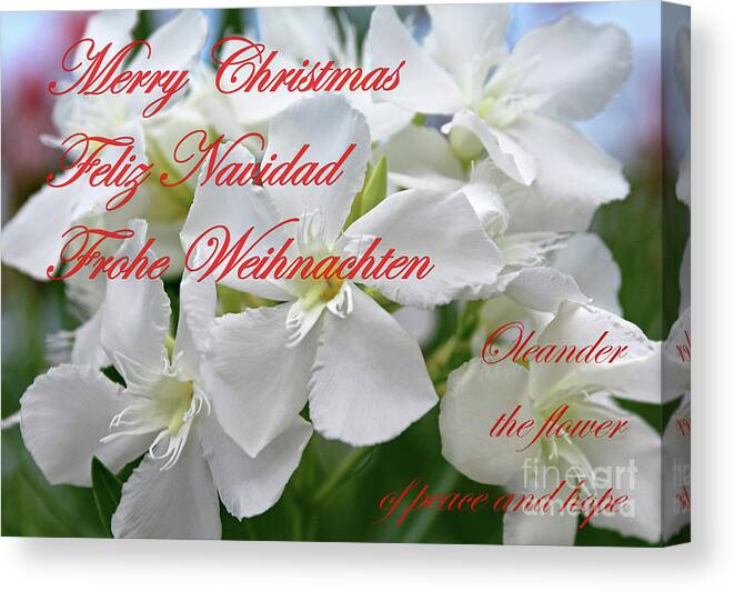 Oleander Canvas Print featuring the photograph Merry Christmas #1 by Wilhelm Hufnagl