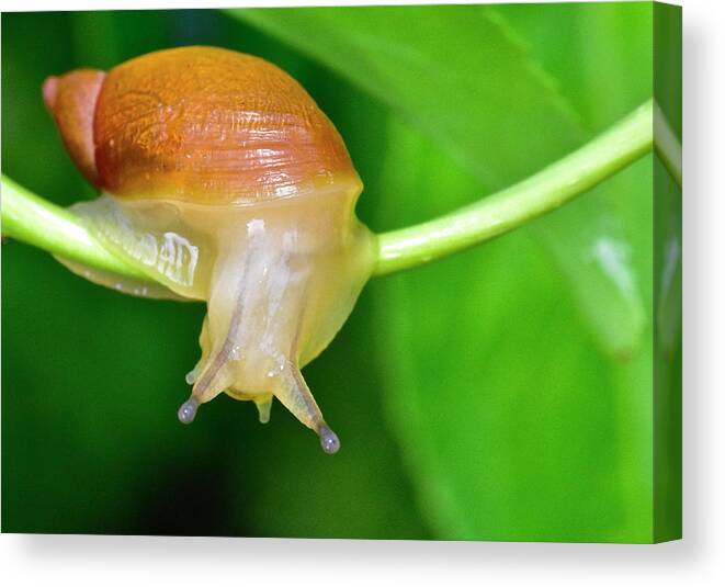 Wall Art Canvas Print featuring the photograph Morning Snail #1 by Jeffrey PERKINS