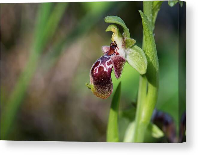Orchid Flower Canvas Print featuring the photograph Ophrys kotschyi wild orchid flower #1 by Michalakis Ppalis