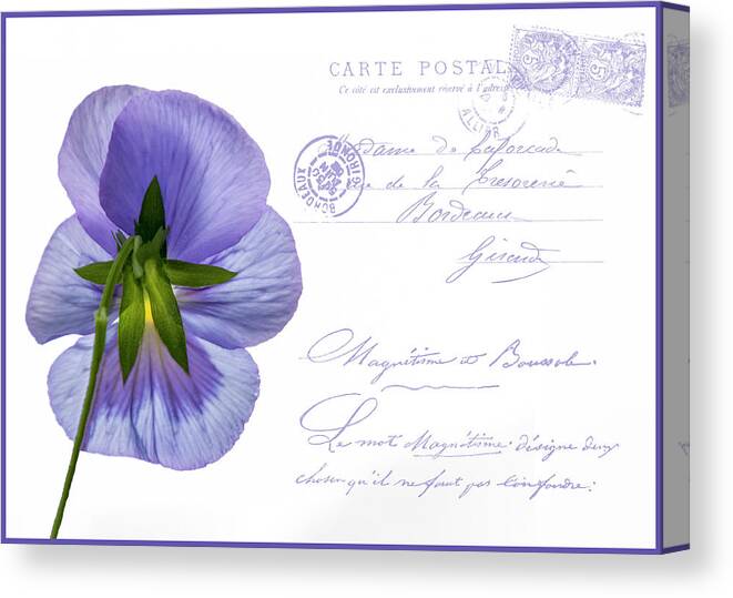 Postcard Canvas Print featuring the photograph Pansy Postcard by Cathy Kovarik