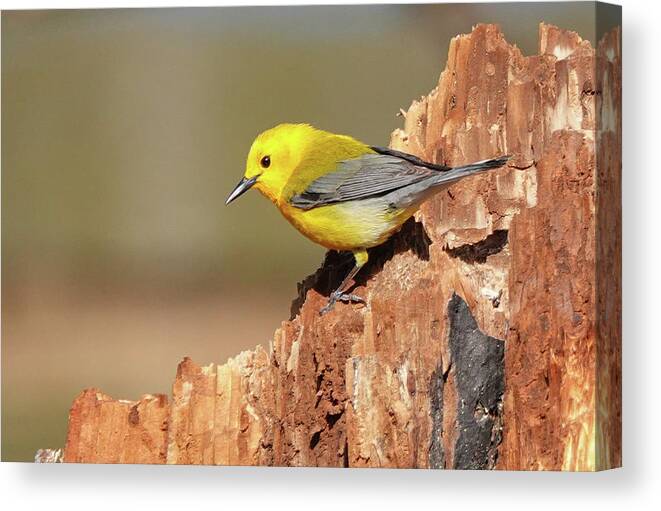 Songbird Canvas Print featuring the photograph Prothonotary Warbler #1 by Jack Nevitt