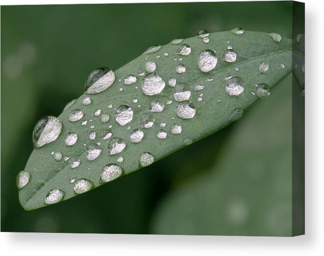 Chlorophyll Canvas Print featuring the photograph Rain on a leaf #1 by Jim Hughes