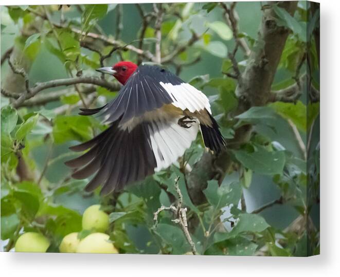 Red Headed Woodpecker Canvas Print featuring the photograph Red-Headed Woodpecker by Holden The Moment