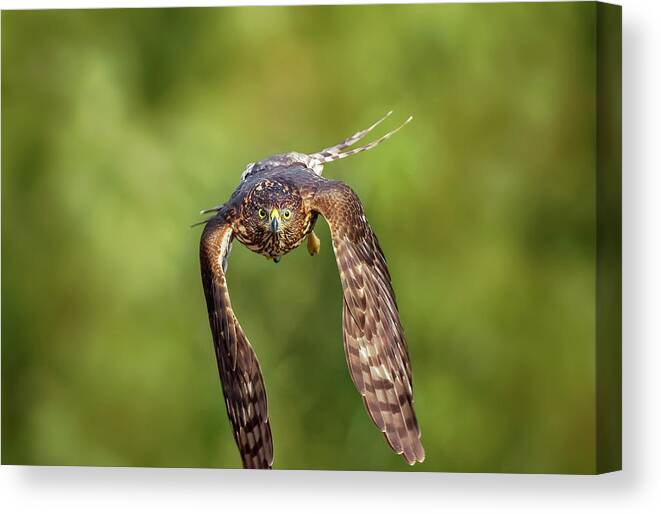 Amelia Island Canvas Print featuring the photograph Red-Tailed Hawk #1 by Peter Lakomy