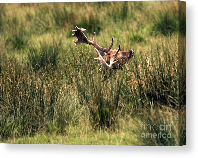 Fallow Deer Canvas Print featuring the photograph Siesta #1 by Ang El