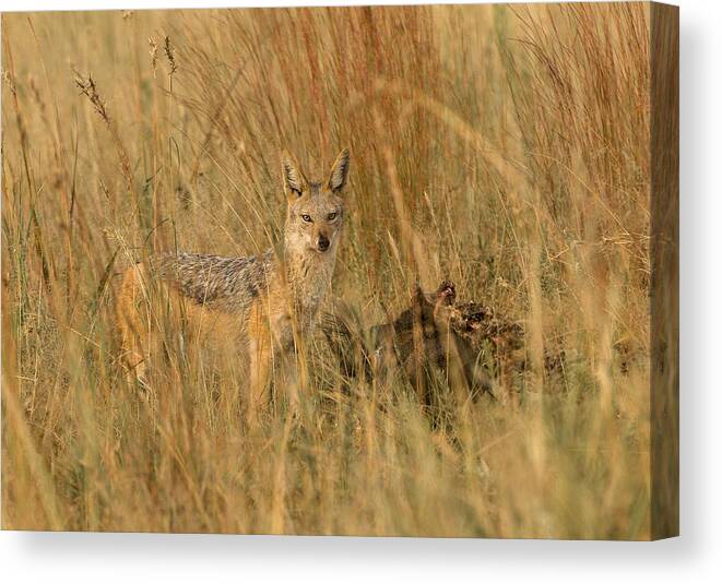 Animals Canvas Print featuring the photograph Silver backed jackal #1 by Patrick Kain