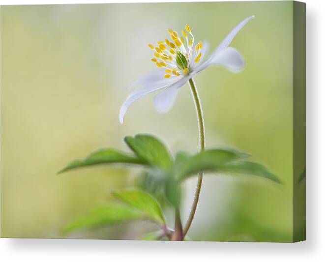 Flower Canvas Print featuring the photograph Spring Light by Heidi Westum