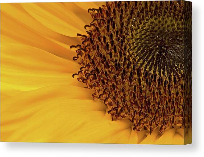 Sunflower Canvas Print featuring the photograph Sunflower #1 by JT Lewis