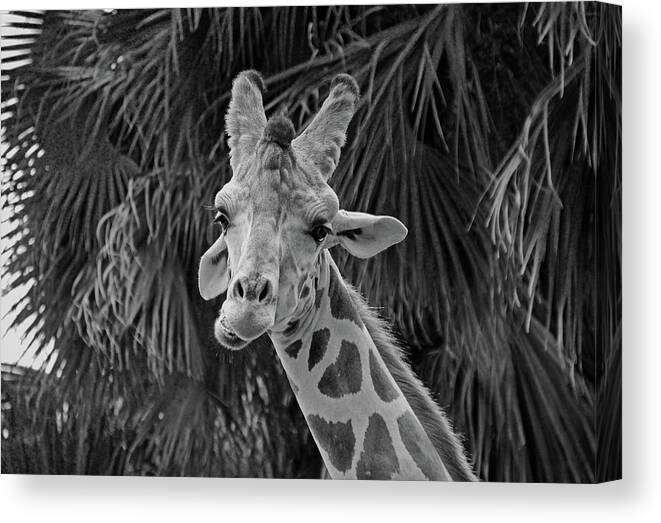 Giraffe Canvas Print featuring the photograph Take to the Sky #1 by Michiale Schneider