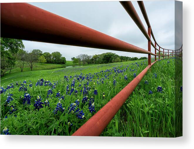 Ennis Canvas Print featuring the photograph Texas Bluebonnets in Ennis #2 by Robert Bellomy