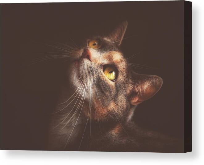 Cats Canvas Print featuring the photograph The Contessa #2 by Pat Abbott