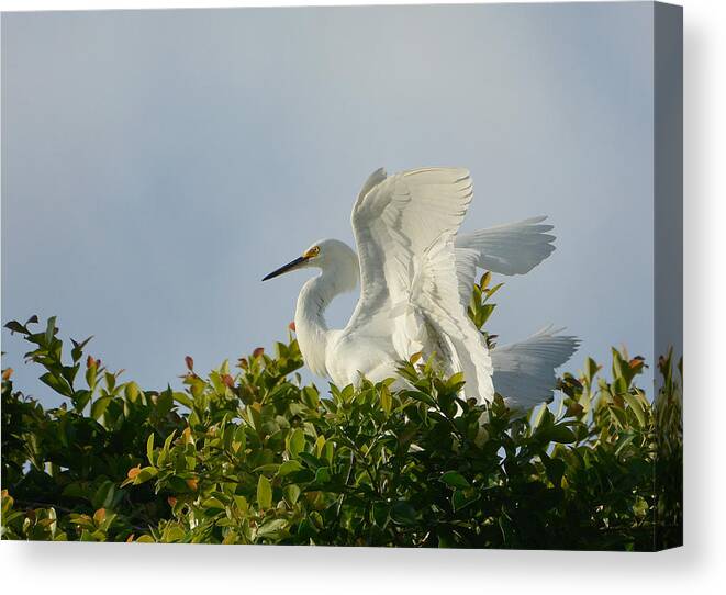Snowy White Egret Canvas Print featuring the photograph The Light From Above #1 by Fraida Gutovich