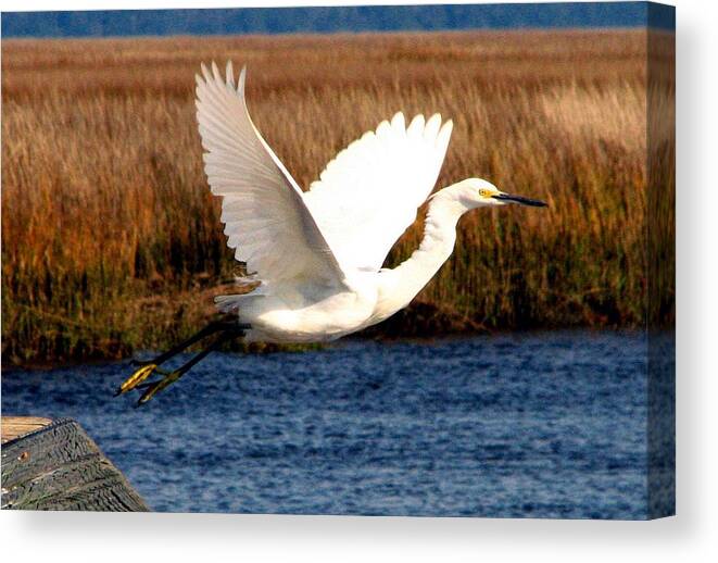 Egret Canvas Print featuring the photograph The Takeoff by J M Farris Photography