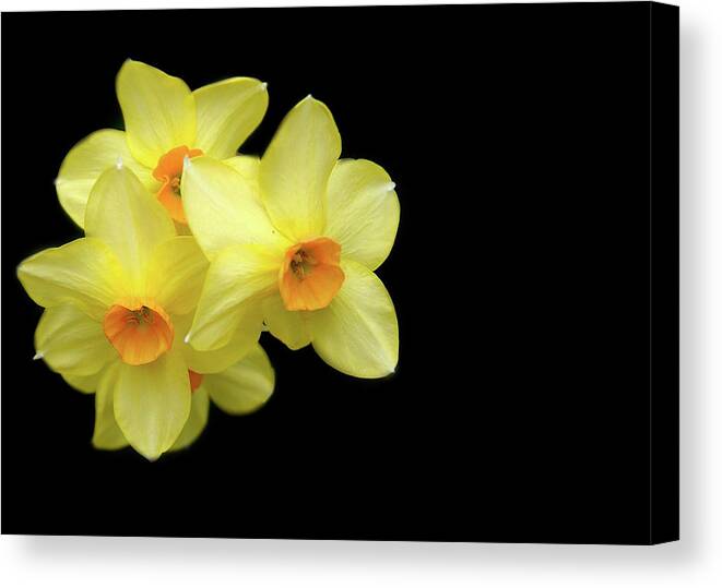 Yellow Canvas Print featuring the photograph Three #1 by Cathy Kovarik